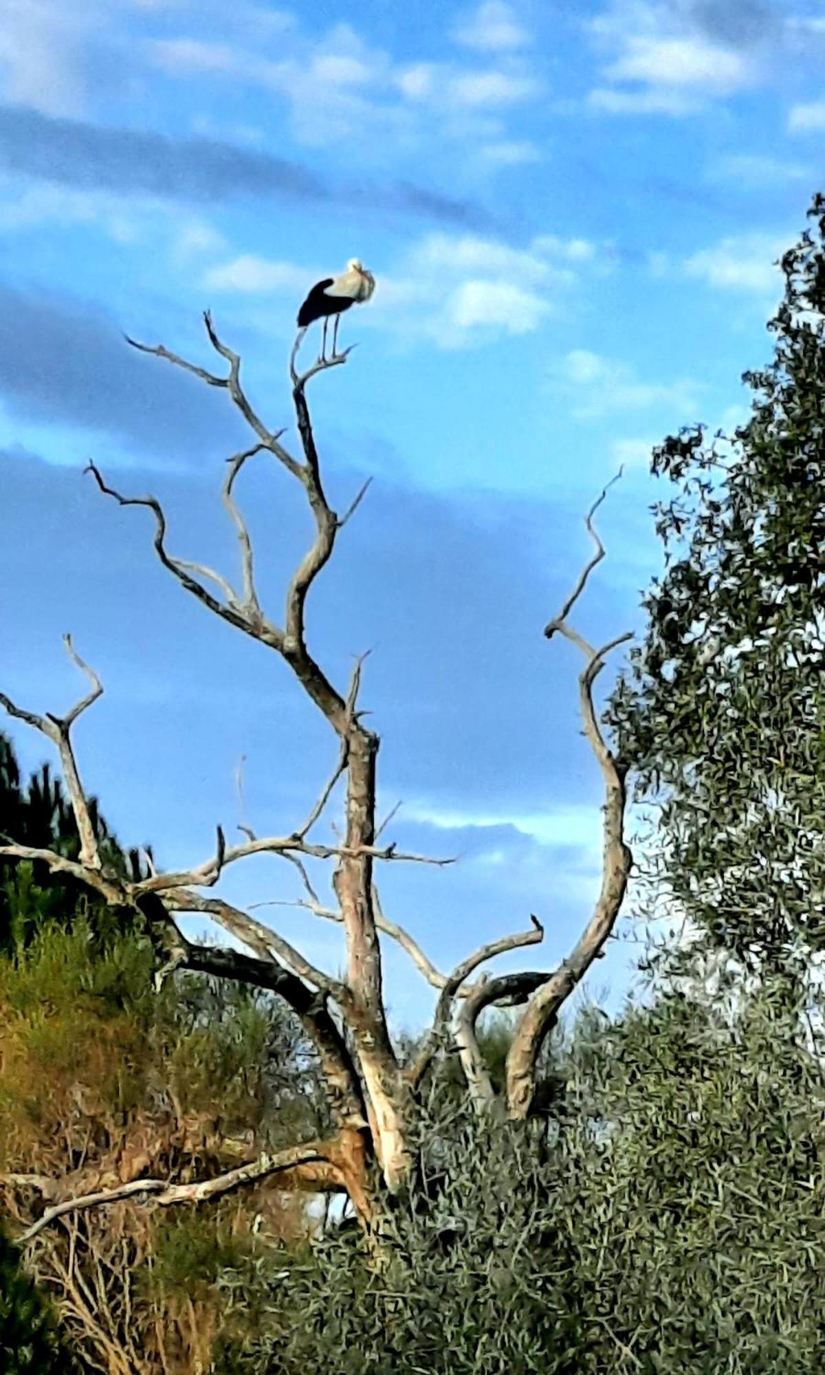 Tapada Da Rabela - Reserva Natural * Marvao (Portalegre)
